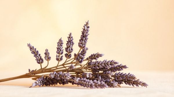 10 idées créatives pour profiter de la lavande séchée